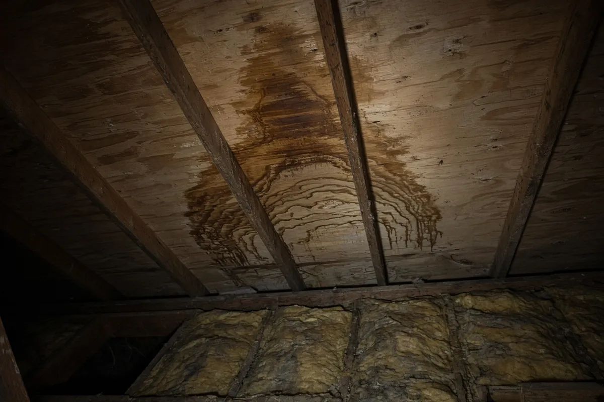 Attic moisture: dark stains on the underside of the roof deck and rafters.